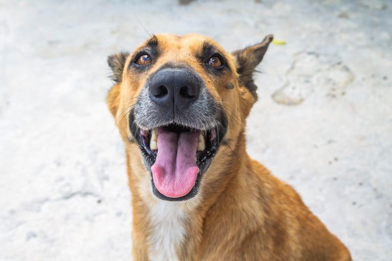 Servicios de veterinaria a domicilio