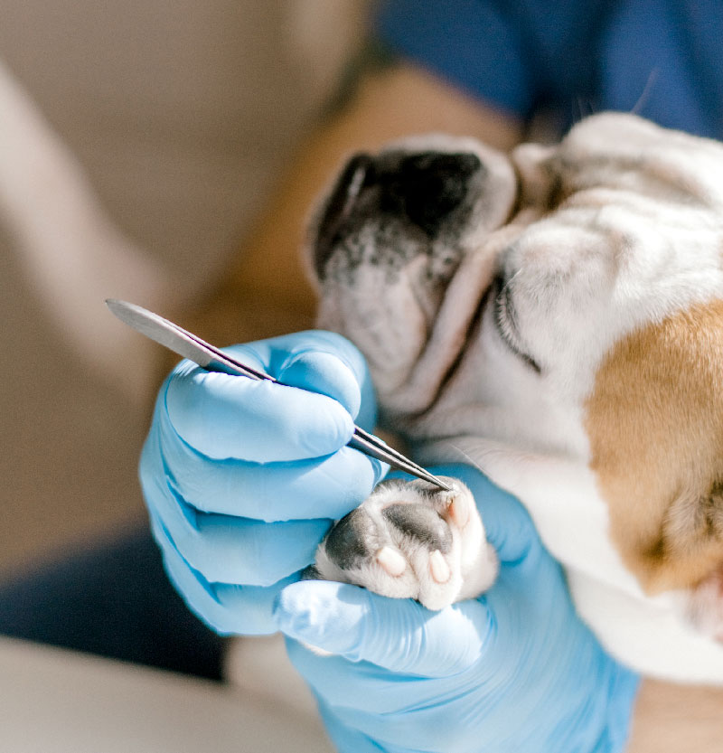 urgencias veterinaria medellin
