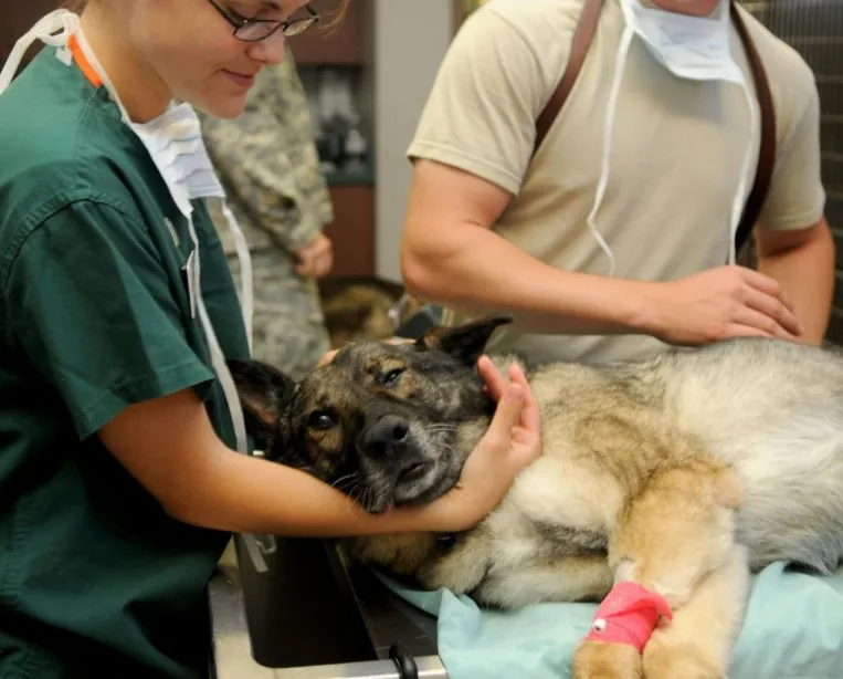 veterinario a domicilio