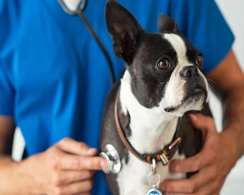 Veterinario domicilio envigado